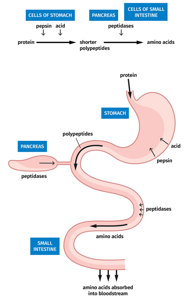 protein timing
