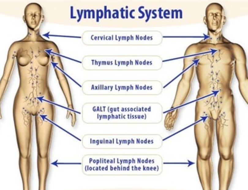 What Is Lymphatic Drainage Massage for Athletes and How Does It Help? 4 image 50