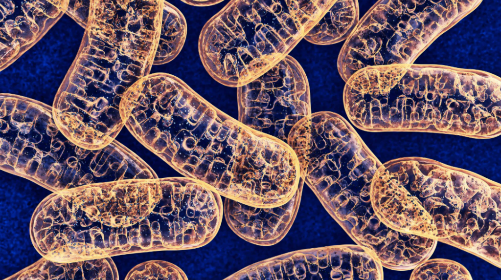 The Benefits of Zone Two Training for Athletes Who Want to Build Endurance 3 image 1